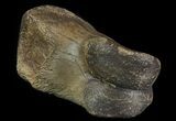 Struthiomimus Toe Bone - Montana #66451-2